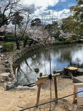 ネームプレートを付けた桜