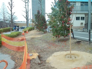 桜を植樹した写真2