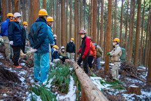 写真：間伐の様子