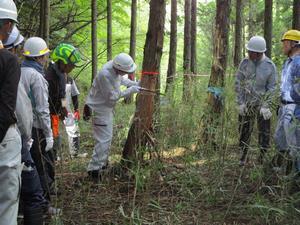 写真：間伐作業時の様子1