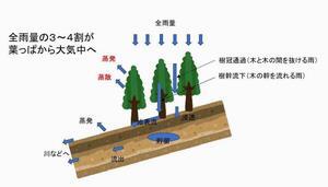 イラスト：森林に降った雨の流れ