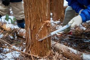 写真：間伐体験2