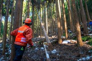 写真：間伐体験3