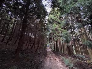 写真：間伐の有無比較