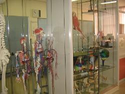 写真：フィジカルアセスメント室模型