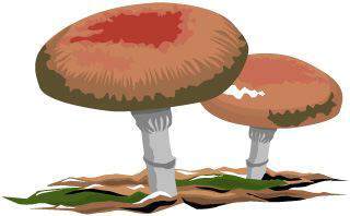 イラスト：キノコの絵
