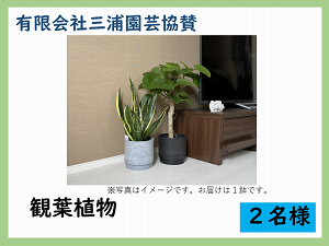 賞品1　有限会社三浦園芸　観葉植物　2名様