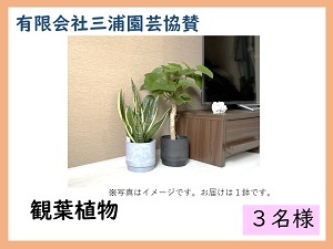 賞品3　有限会社三浦園芸協賛　観葉植物　3名様