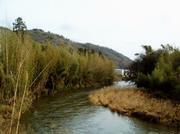 写真：ゲンジボタル発生地