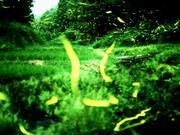 写真：ゲンジボタル飛翔
