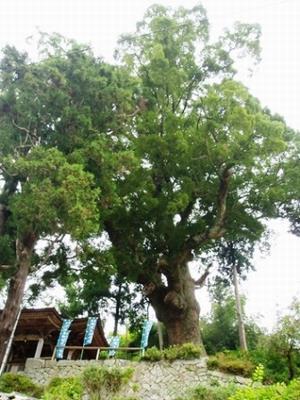 写真：寺野の大クス