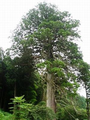 写真：切山の大スギ
