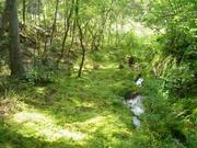 写真：北山湿地　風景