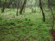 写真：オオミズゴケ群生地