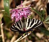 写真：北山湿地のギフチョウ