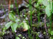 写真：北山湿地のムラサキミミカキグサ