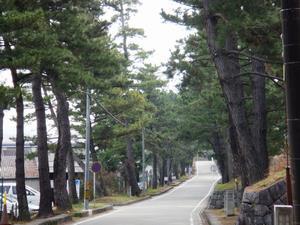 写真：藤川の松並木