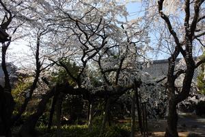 写真：聖善寺のしだれ桜　3月下旬