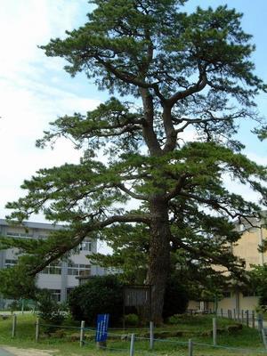 写真：土呂陣屋の松