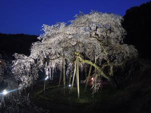 写真：奥山田のしだれ桜