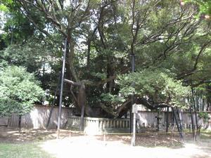 写真：大樹寺のしい