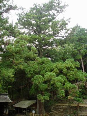 写真：見返りの大スギ