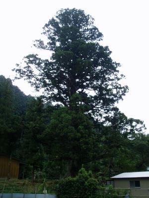 写真：夏山の大スギ