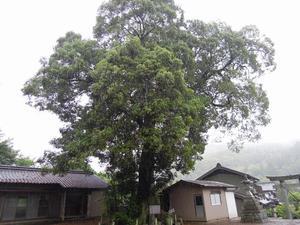 写真：才栗のイチイガシ