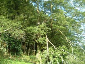 写真：才栗のムクノキ