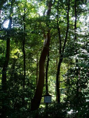 写真：須淵素戔嗚神社社叢