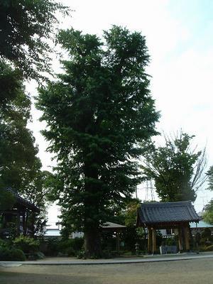 写真：浄光寺のイチョウ