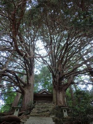写真：切越の夫婦ヒノキ