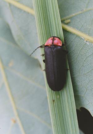 写真：ゲンジボタル