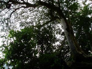 写真：瑞雲寺クロガネモチ