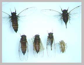 写真：ヒメハルゼミ