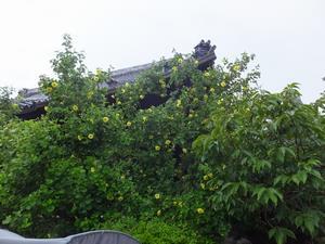 写真：浄光寺のハマボウ