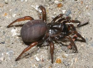 写真：キシノウエトタテグモ