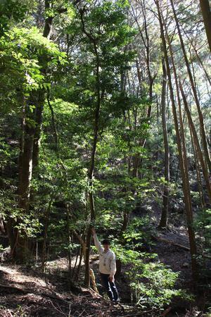 写真：桜井寺のシロバイ自生地