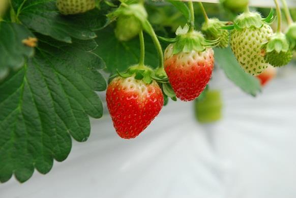 写真：いちご