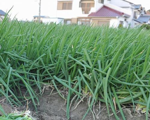 写真：法性寺ねぎ