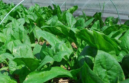 写真：ほうれん草