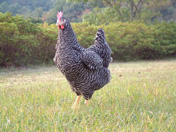 写真：岡崎おうはん