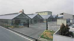 写真：いちご育苗施設