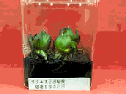 写真：ササユリ培養