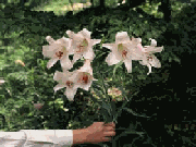 写真：優良花の選抜