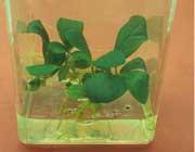 写真：カシワバゴムの培養苗