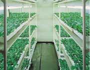 写真：人工気象器で順化育成