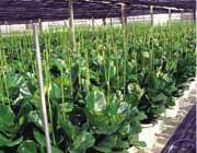 写真：カシワバゴムの優良種