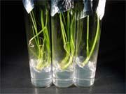 写真：ネギ培養