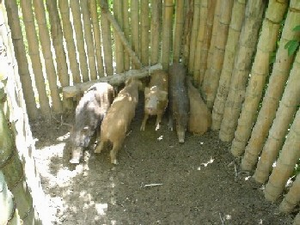 写真：捕獲状況
